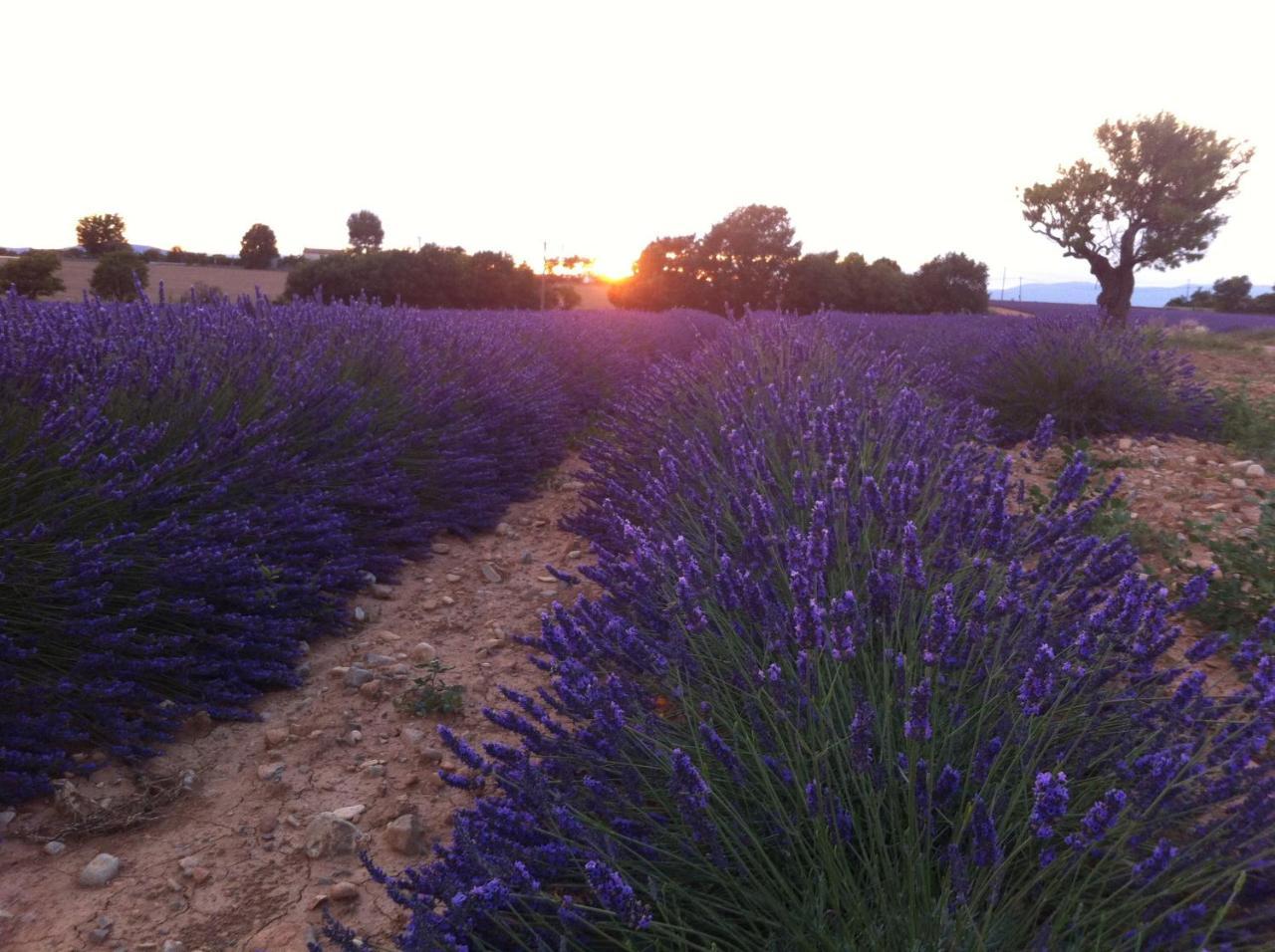 Le Petit Caboulot En Pleine Nature Vaumeilh Exteriér fotografie